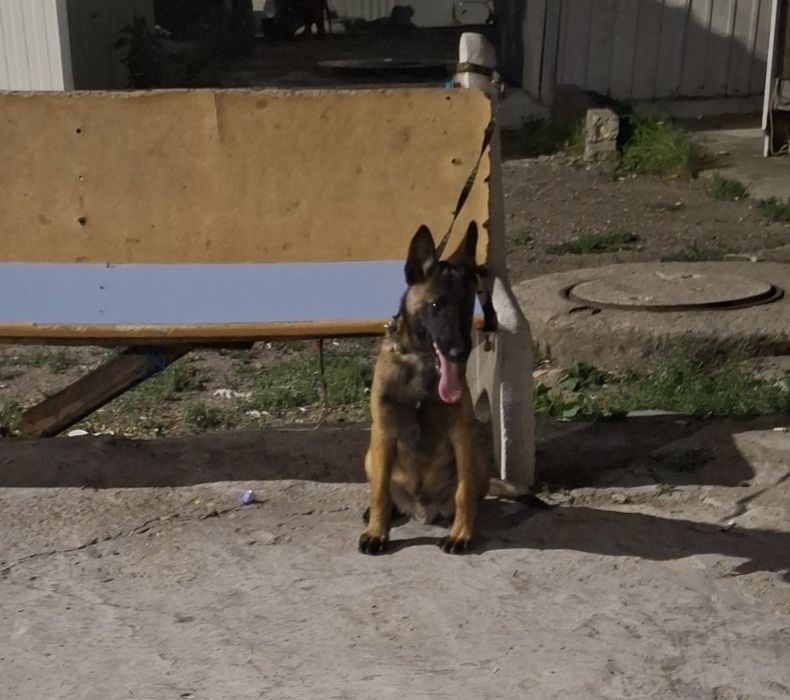 Белгийска малиноа