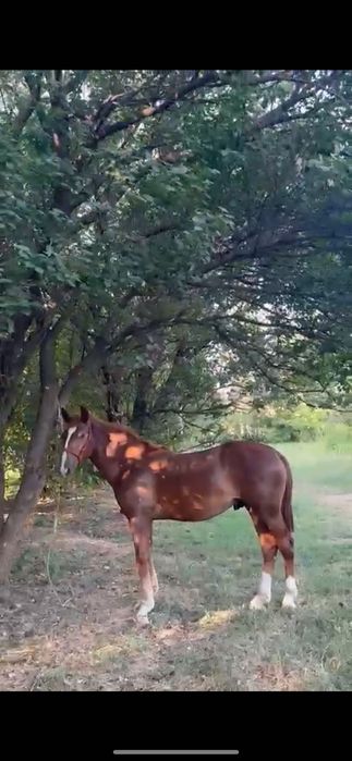 1жас 4айлық тай сатылады