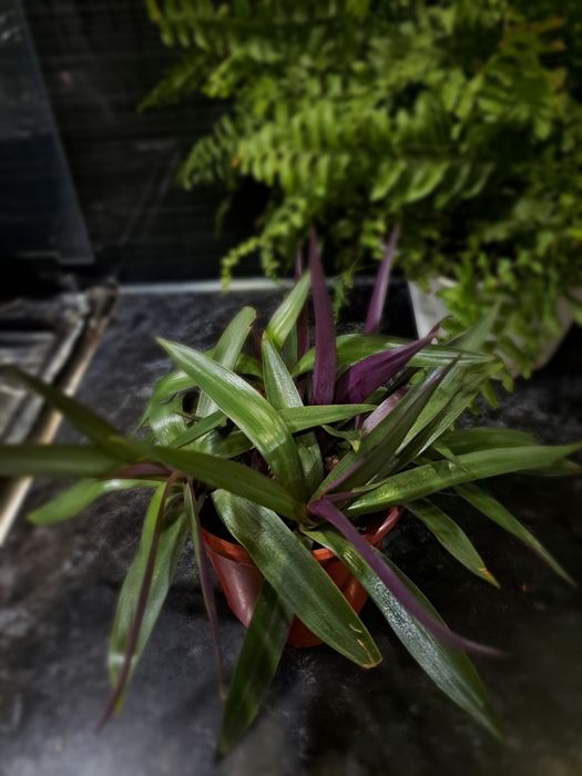 Красивый цветок рео