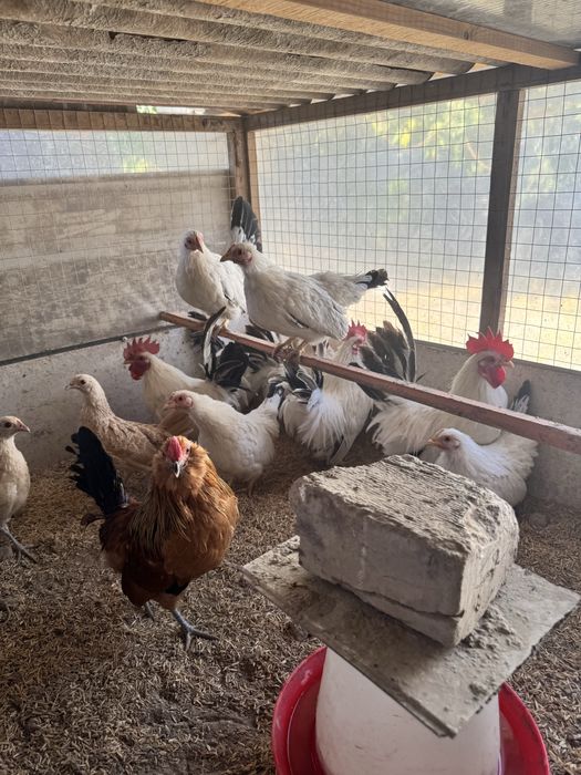 Shabolar sotiladi. Yosh narsalar 5 ta xo’roz 4 ta makki