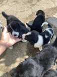 Donez 3 cateluse dragute si jucause!