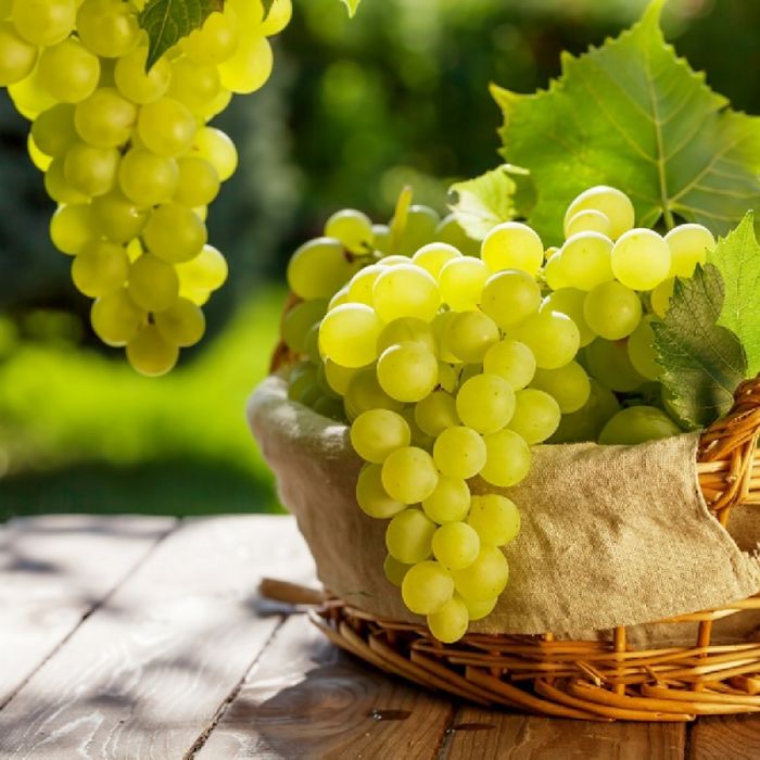 Vita de Vie Alba de Masa ( Nobila Altoita )