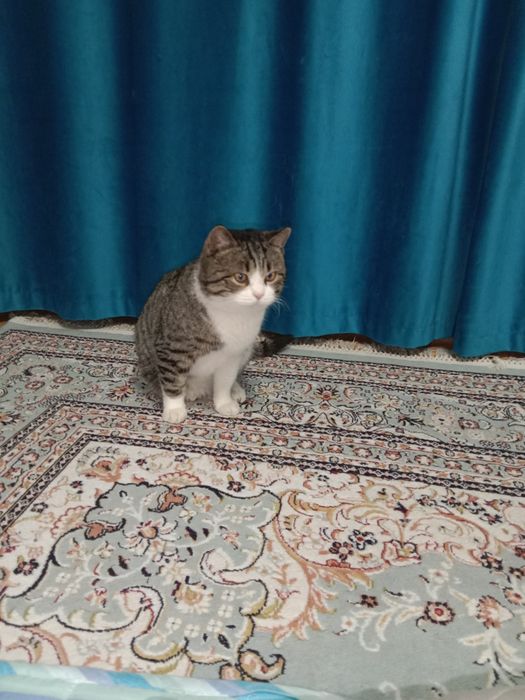 Срочно отдам котика