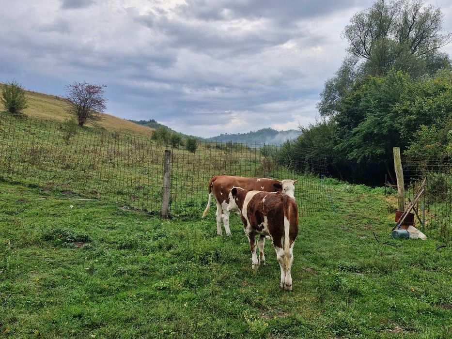 Văcuțe de vanzare Mediaș