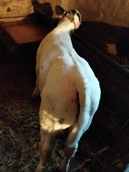 Vînd vițel belgian