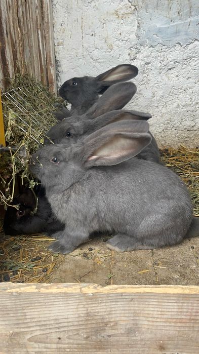 Urias german tineret