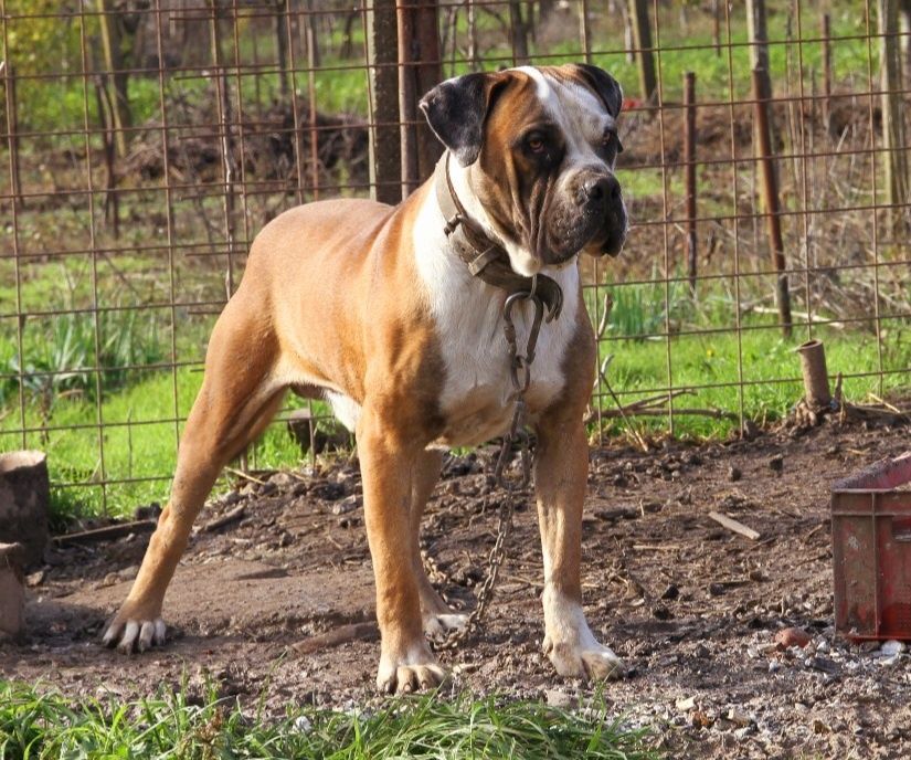 Jack – Mascul Presa Canario  1.4 ani