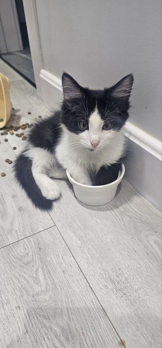 Отдам в добрые руки котят. Возраст 2.5 месяца, приучины к лотке игривы