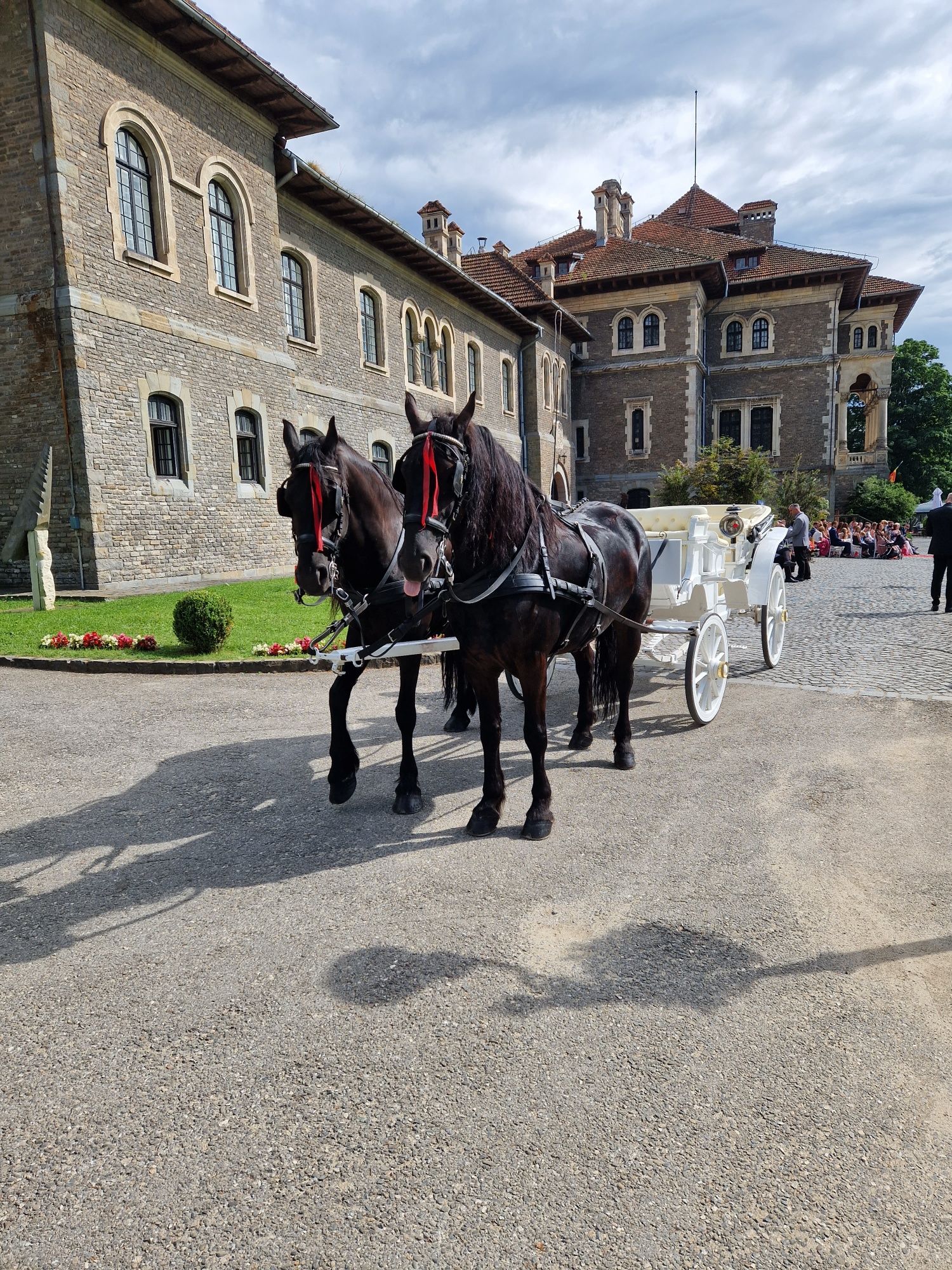 Trasura caleasca pentru evenimente de închiriat.