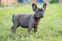 bulldog francez blue fetita