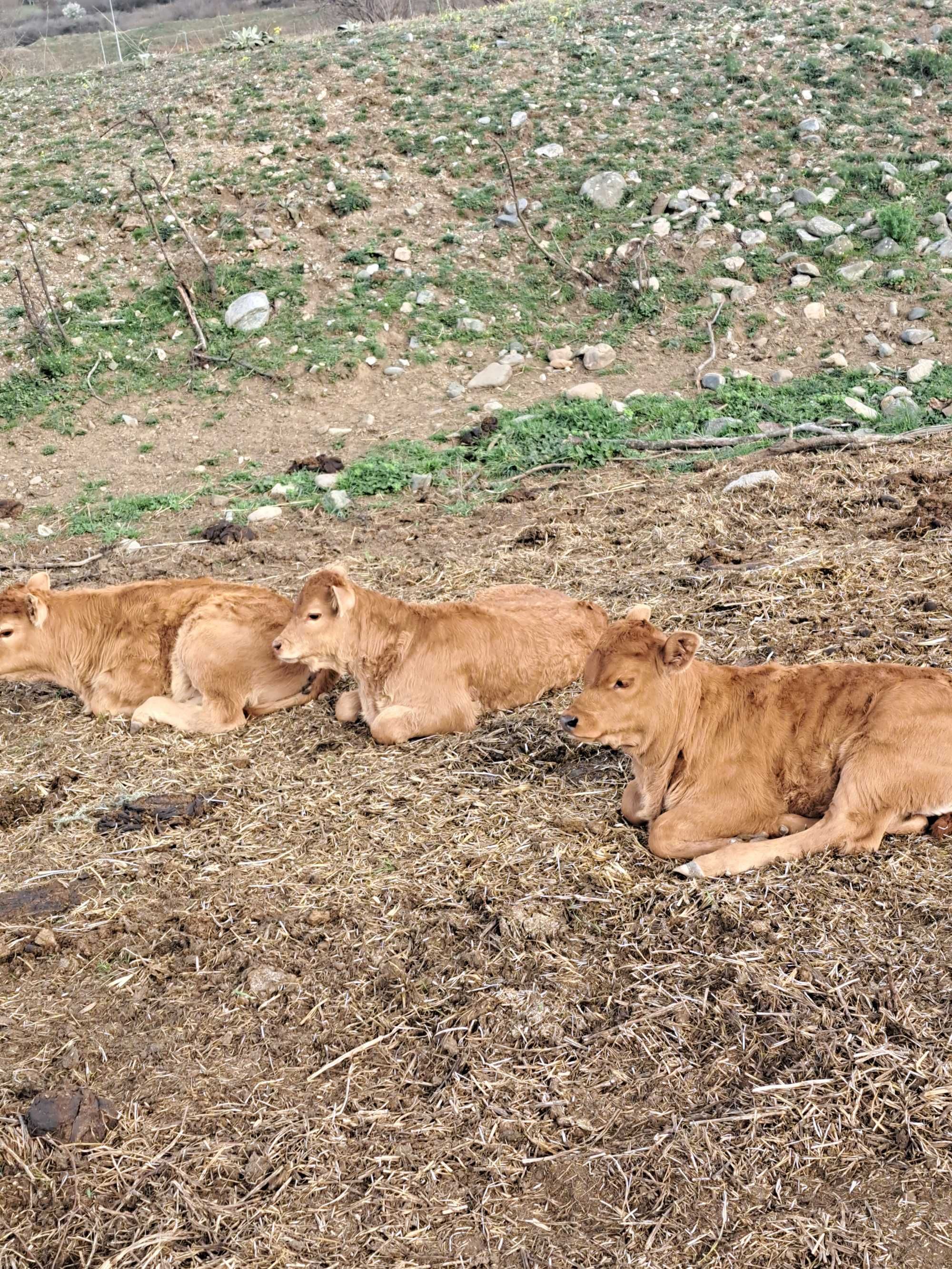 Продавам крави юници