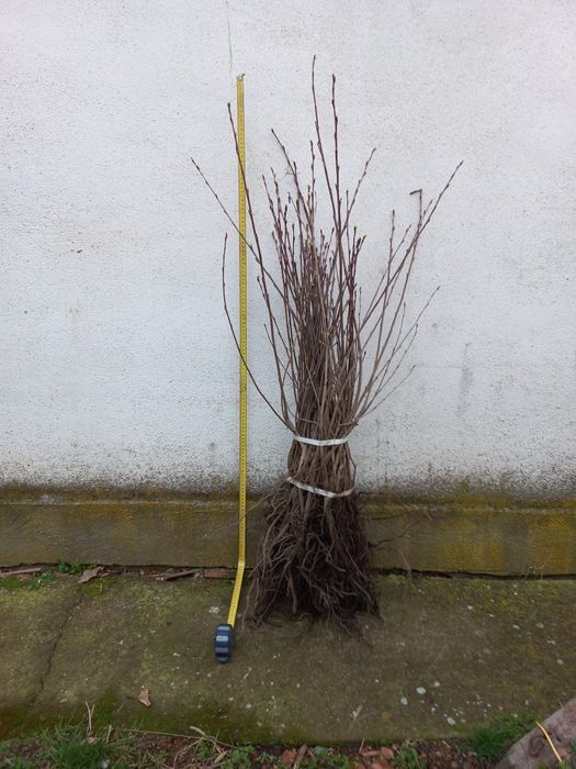 Plante Coacaz Aronia Afin