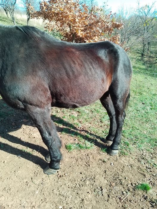 Vând cal sau schimb cu viței înțărcațidetalii la telefon