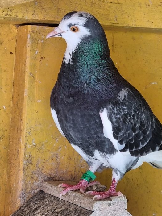 Birmigham rolleri porumbei