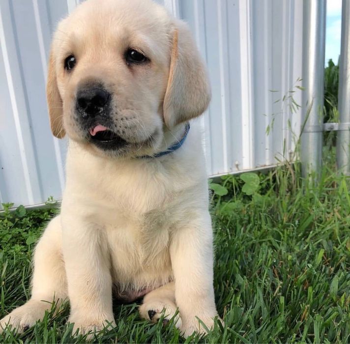 Puiut Labrador Retriever cu pedigree tip A