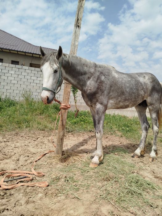 3жасар құнан сатылады Шымкент қаласы