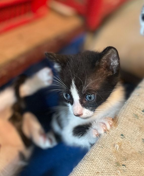 Ofer spre adoptie 3 pisicuti