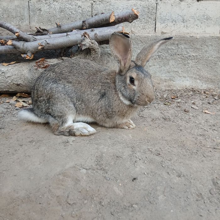 Quyon sotiladi, Jinsi: Sames, Fargʻona Yormazorda