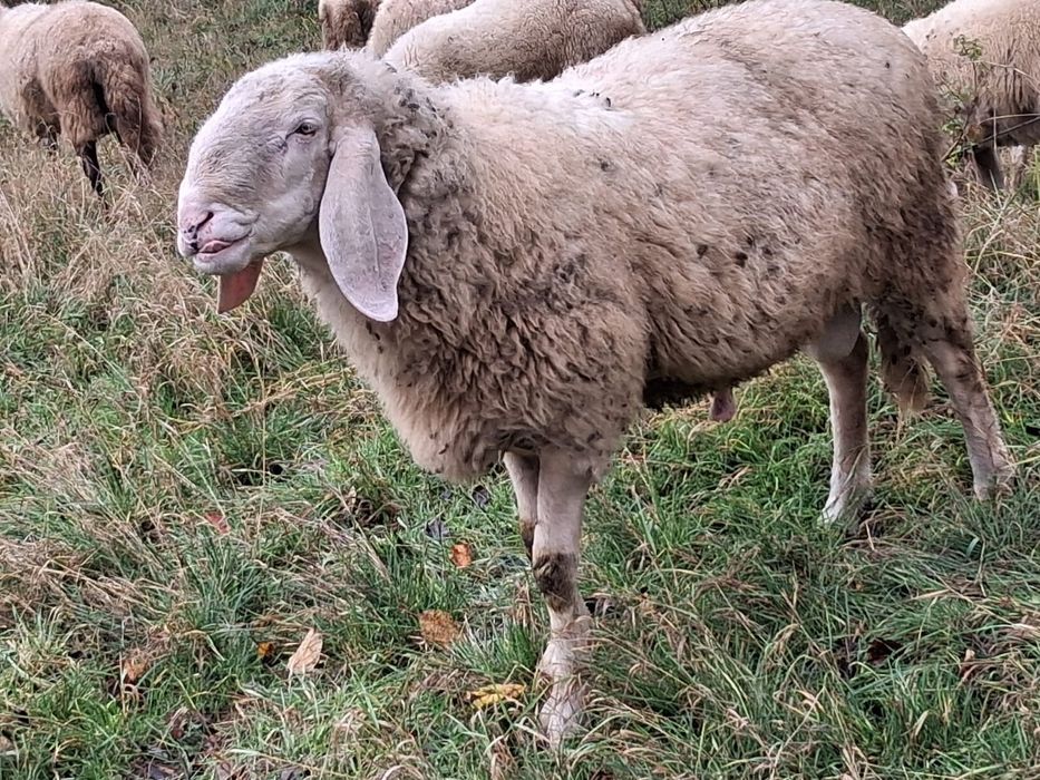 Vând oi Bergamasca și sârbești