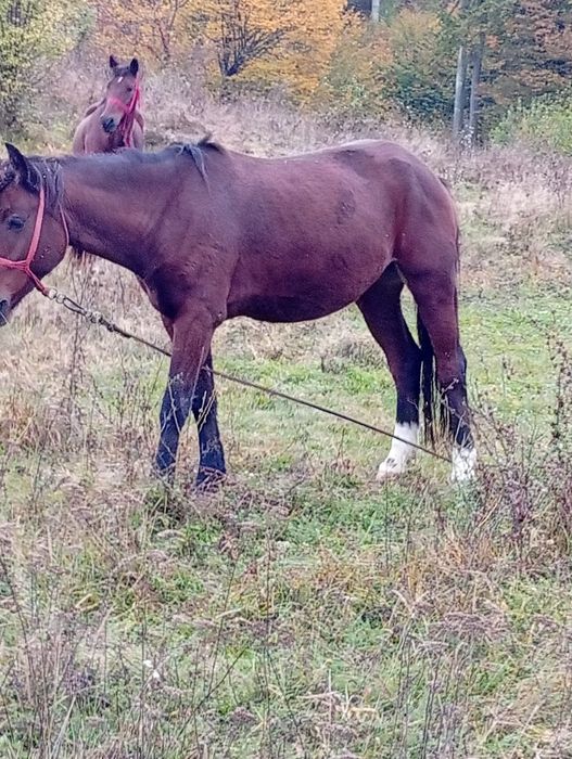 Iapă de vânzare 3 ani murană