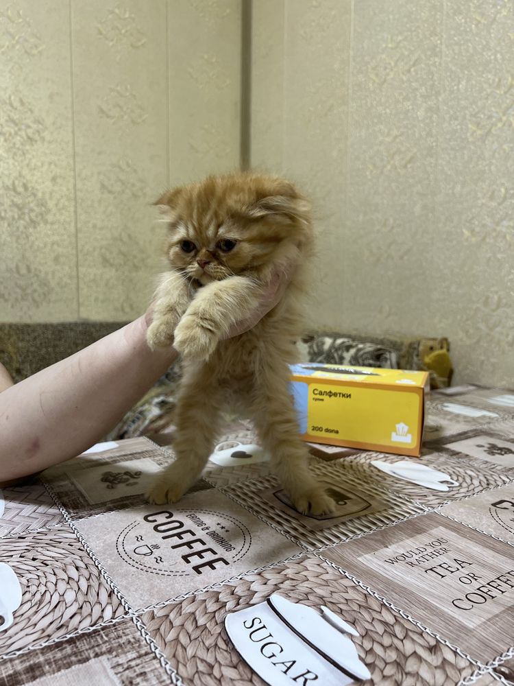 Продается котята