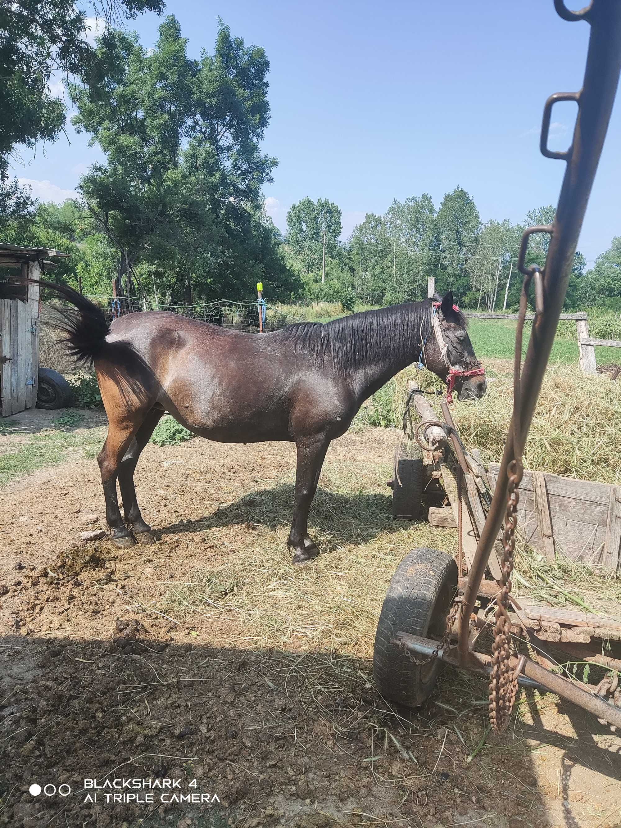 Iapă Mongolia tânără