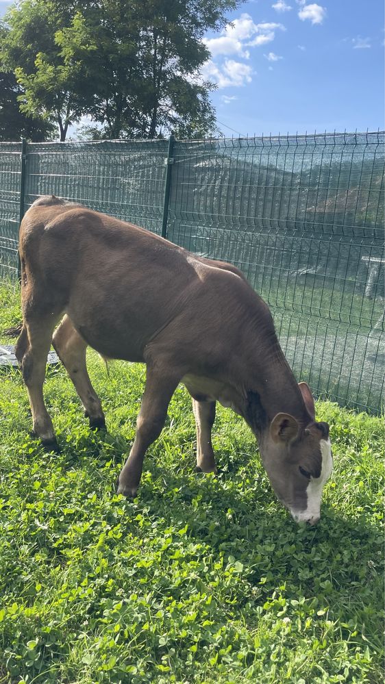 Vând vițel de 4 luni