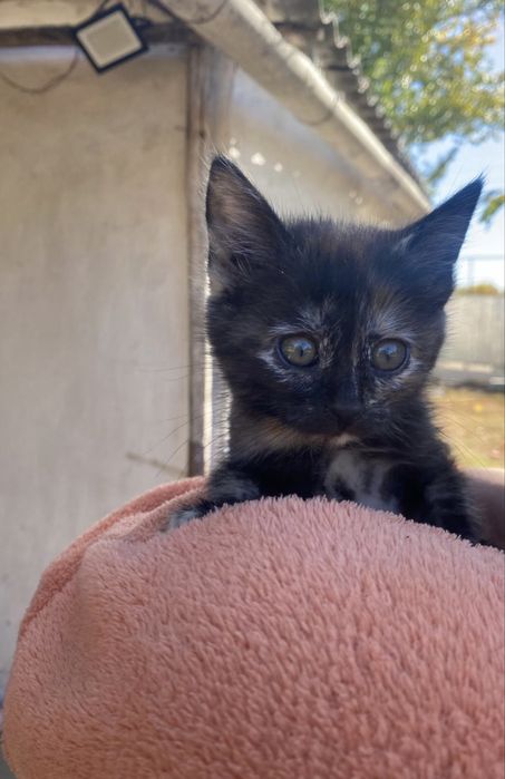 2 кошечки ищут свой дом