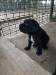 Mascul cane corso pedigree