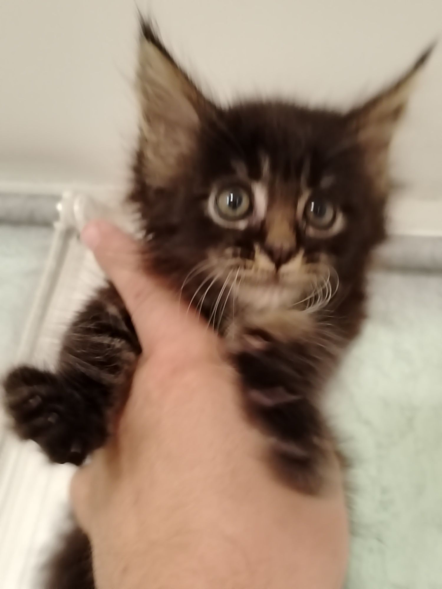 Котята Мейн куны из питомника