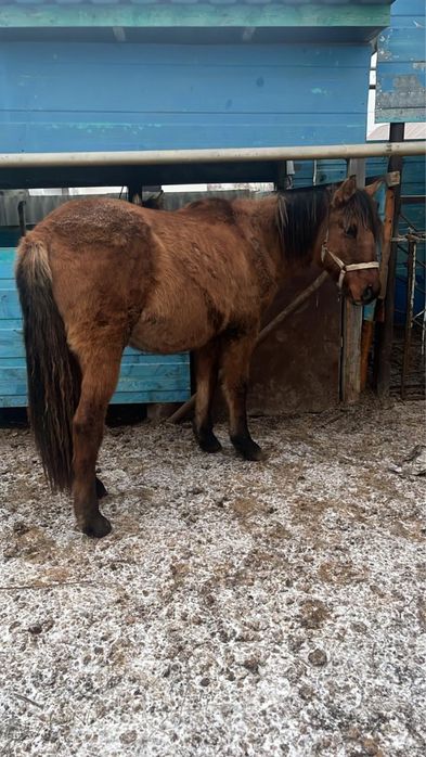 МЗ құнан сатылады