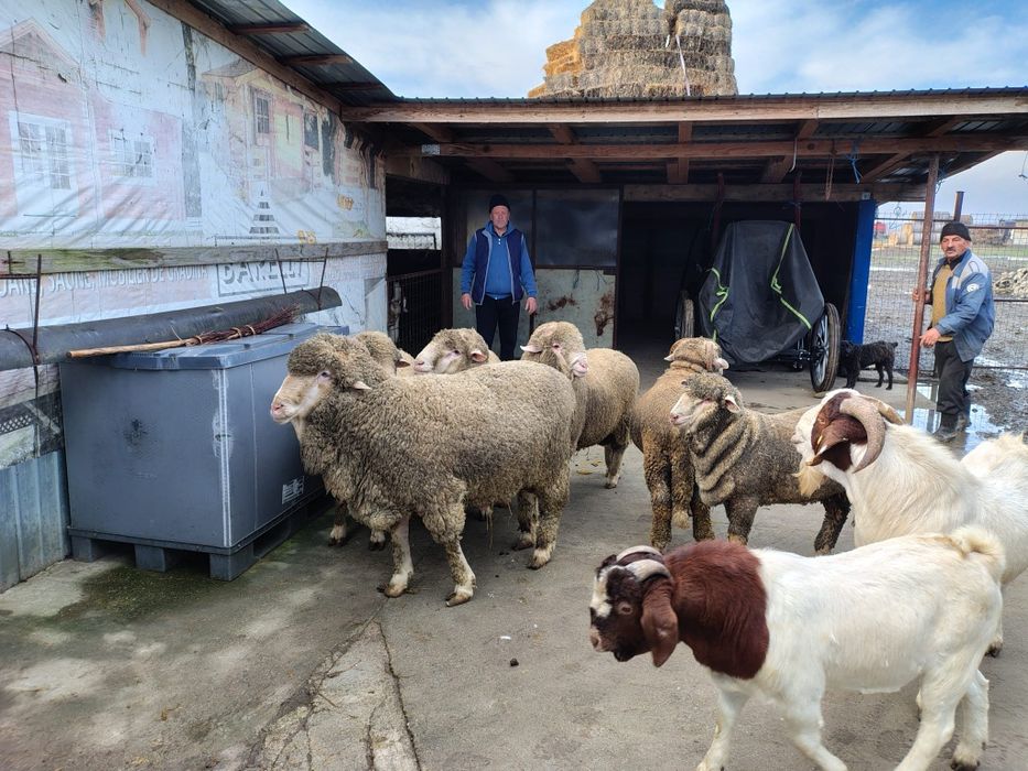 Berbeci merinos tapi boer