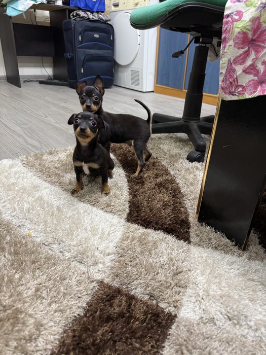 Мини пинчери на 2 месеца