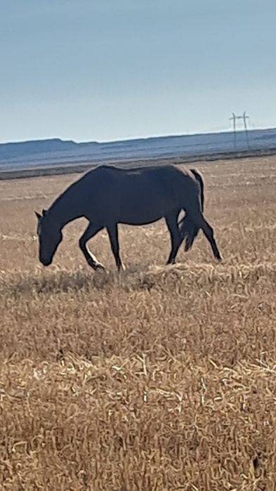 Кобыла до 5 лет в табуне