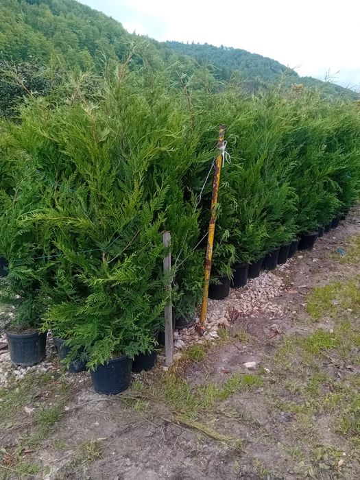 Vând chiparos cupresus leylandi diferite dimensiuni