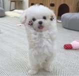 Bichon maltez alb minii toy