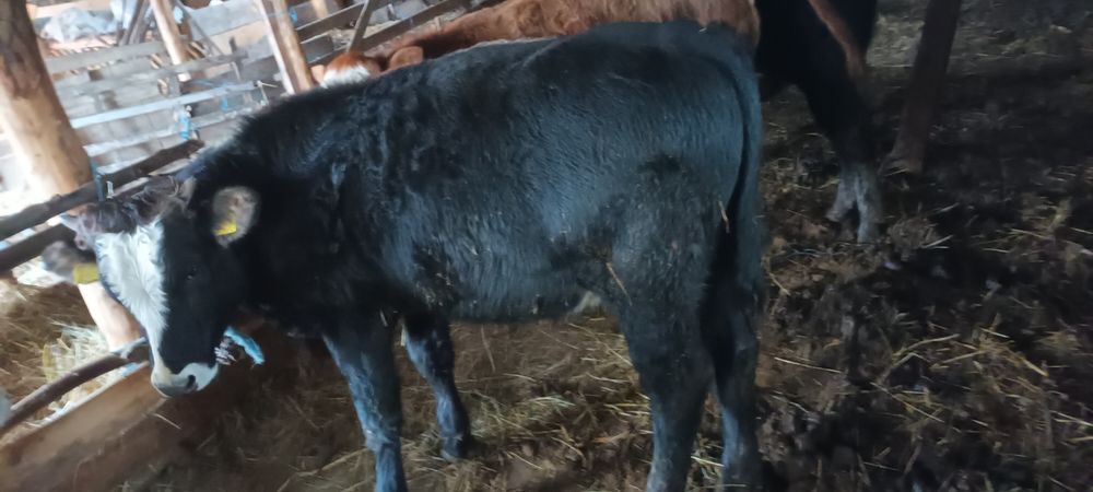 Tăuraș de vînzare