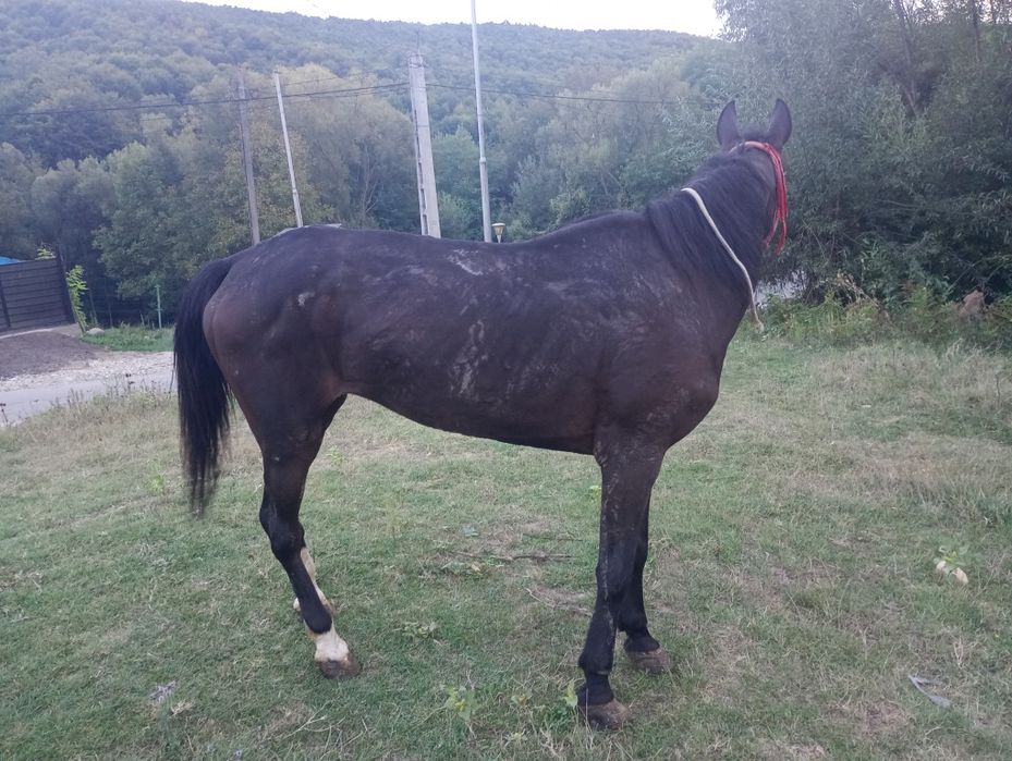 Se vinde iapa de zece ani cuminte buna de ham
