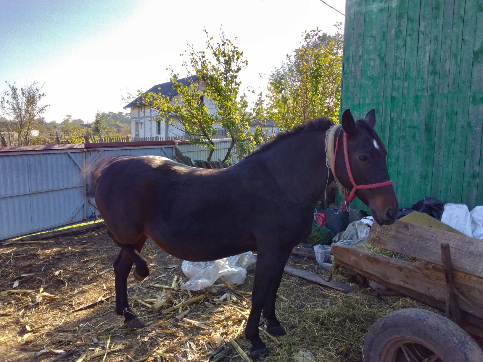 Vând iapă 7 ani foarte cuminte