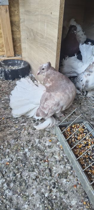 Vând porumbei voltați indieni