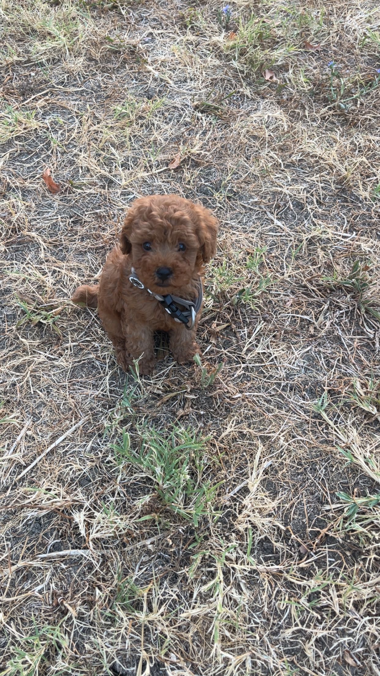 Пудел Той/ Poodle Toy