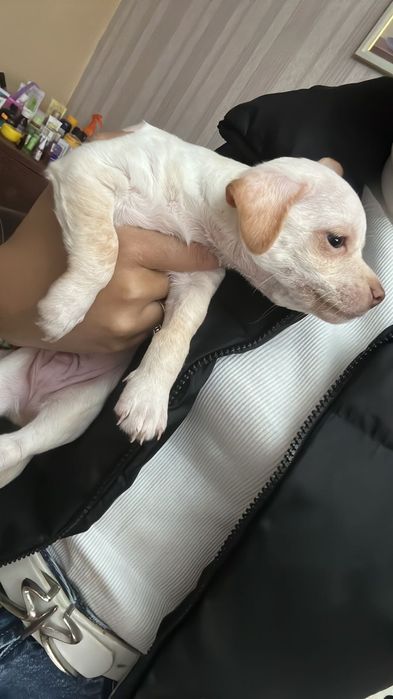 Продавам сърнисти пинчери