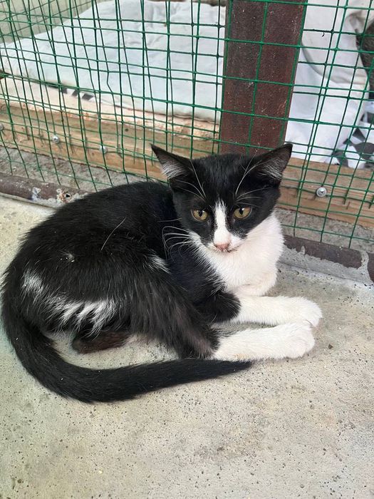 Бесплатно котята в добрые руки