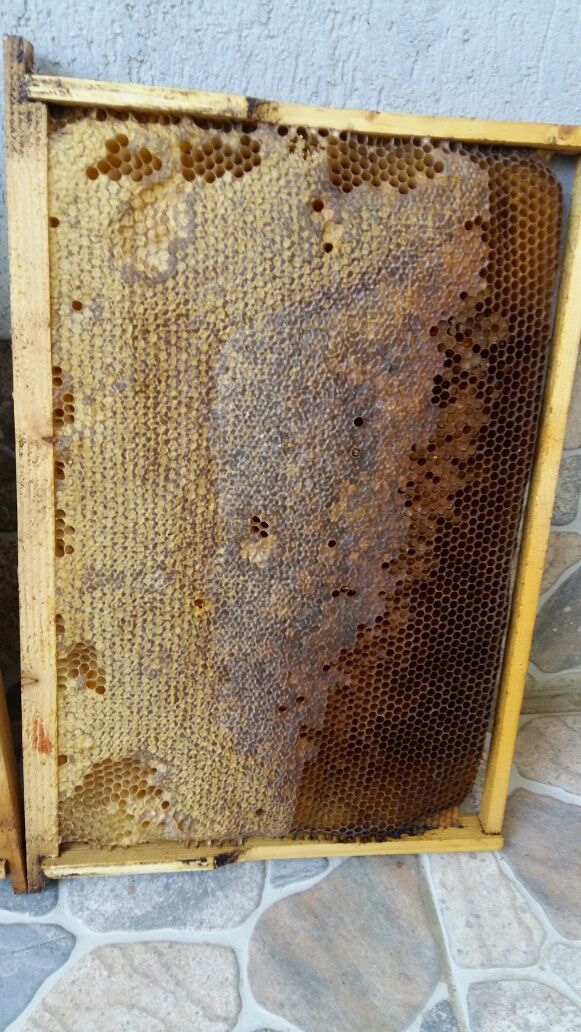 Miere de albine polifloră naturala fără adaosuri si indulcitori
