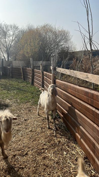 Сатылады 2 жасар теке