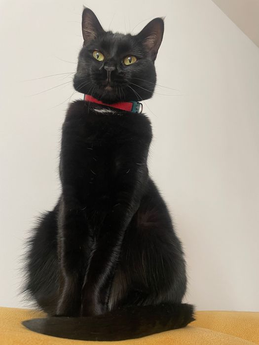 Подарявам Домашно Гледана Котка