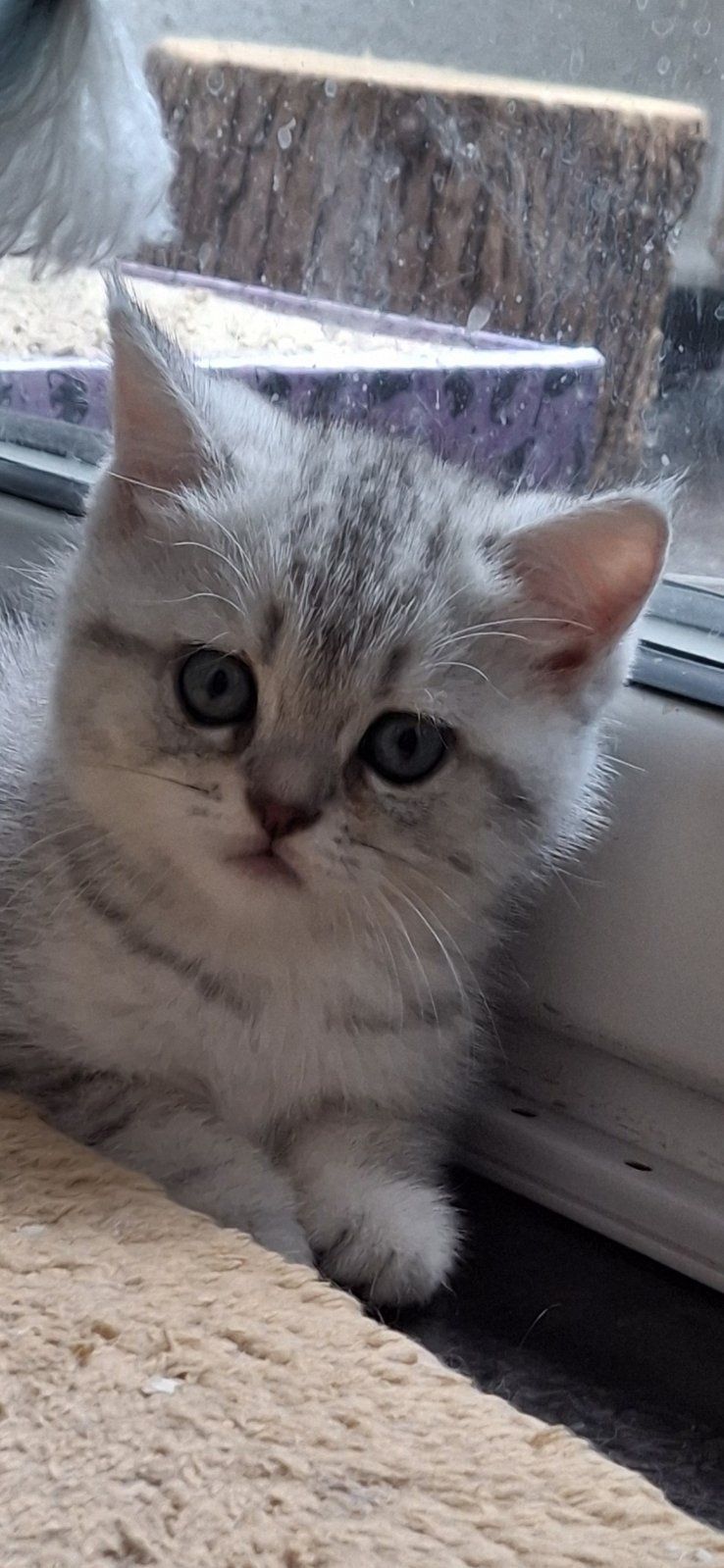 Шотландско таби коте