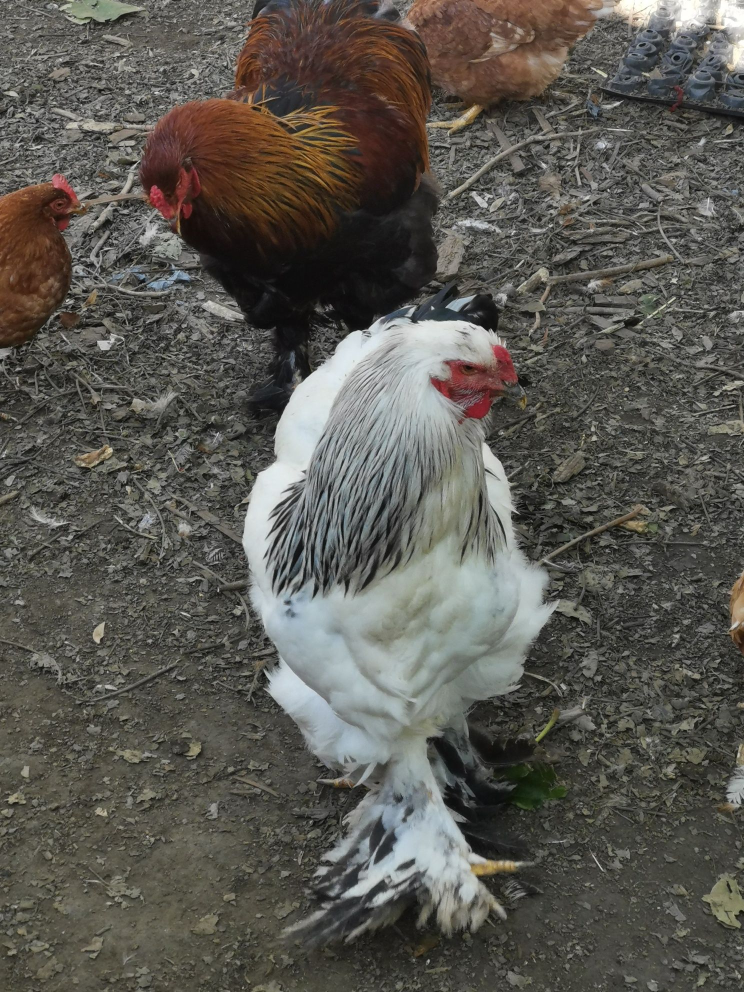 Vând cocoși brahma încuiepand de 150 lei bucata