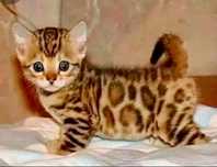 Pui Bengal cu Certificat Pedegree