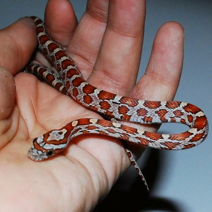Маисовый полоз ручные малыши